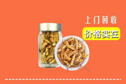 淄博市张店回收散虫草
