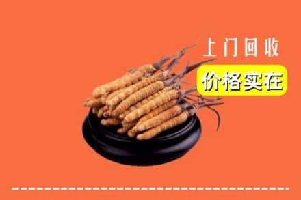淄博市张店回收冬虫夏草